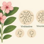 Catharanthus roseus: A Potent Source of Medicinal Compounds (सदाबहारकेपौधेकेकैंसरविरोधीगुण)