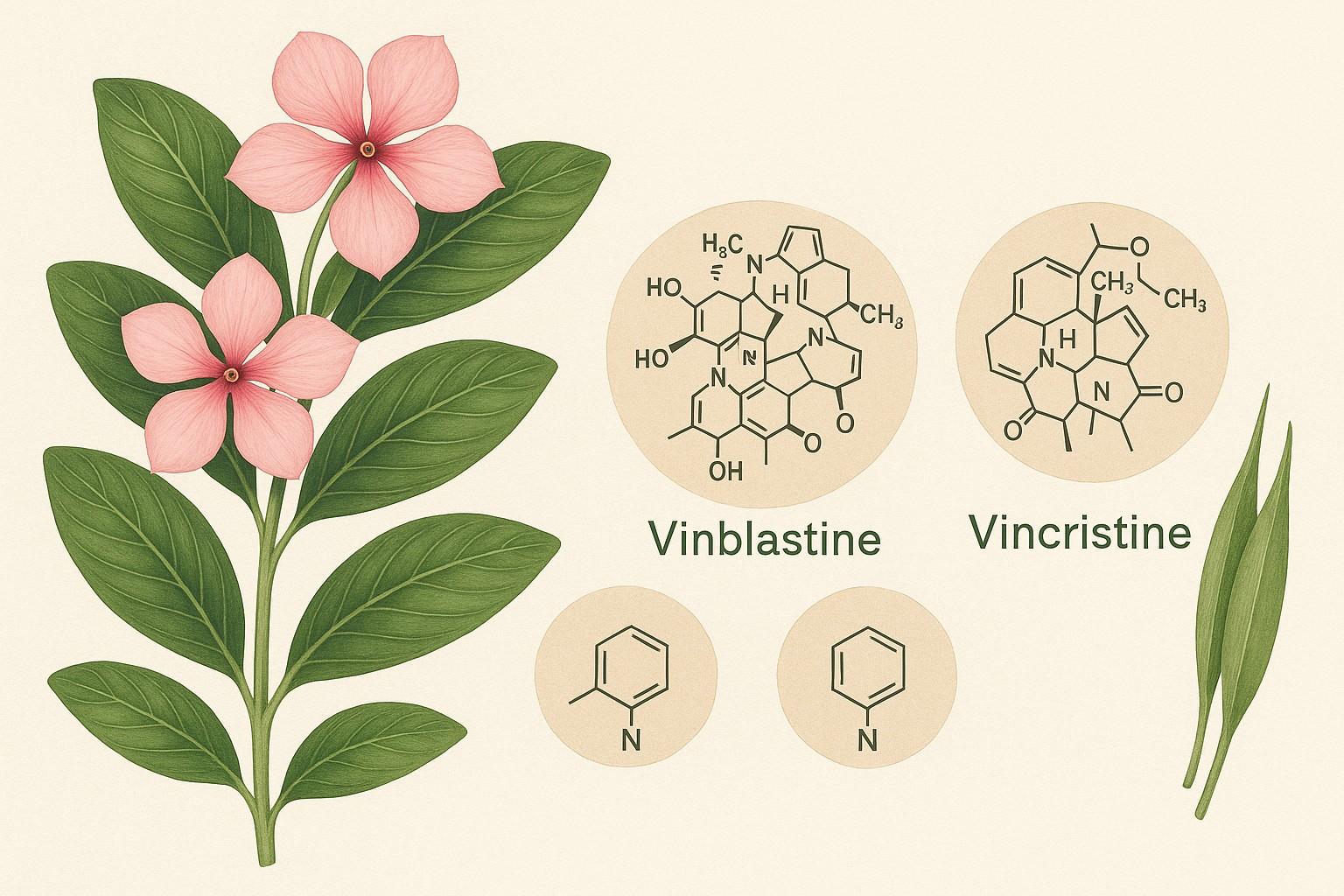 Realistic botanical illustration of Catharanthus roseus plant showcasing leaves, flowers, and seed follicles in a modern landscape layout.