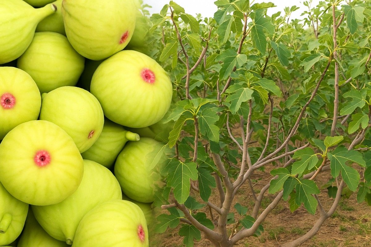 SUSTAINABLE FARMING SYSTEM AND ORGANIC FIG PRODUCTION